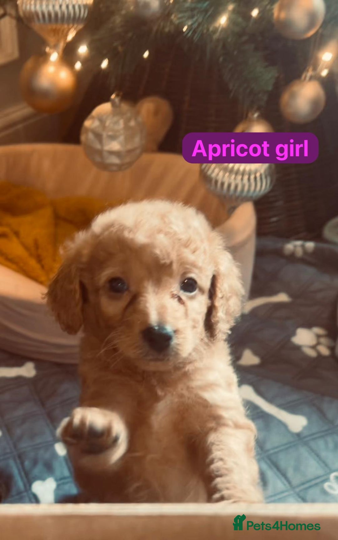 Cockapoo dogs for sale: 1 beautiful Cockapoo puppy left💙 - Advert 7