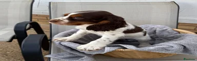 Cocker Spaniel 1