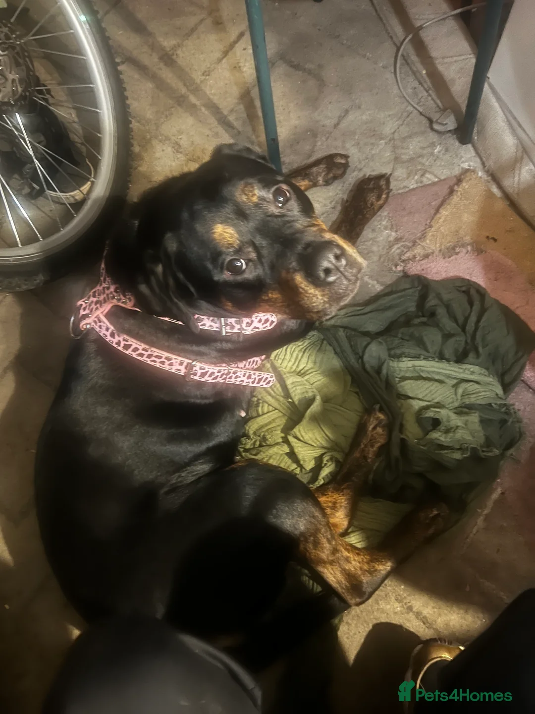 Mixed Breed dogs for sale: Female dog 18 months  in Leicester - Advert 1