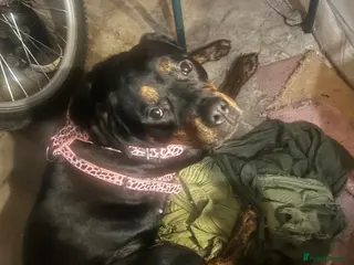 Mixed Breed dogs Female dog 18 months - Advert 3