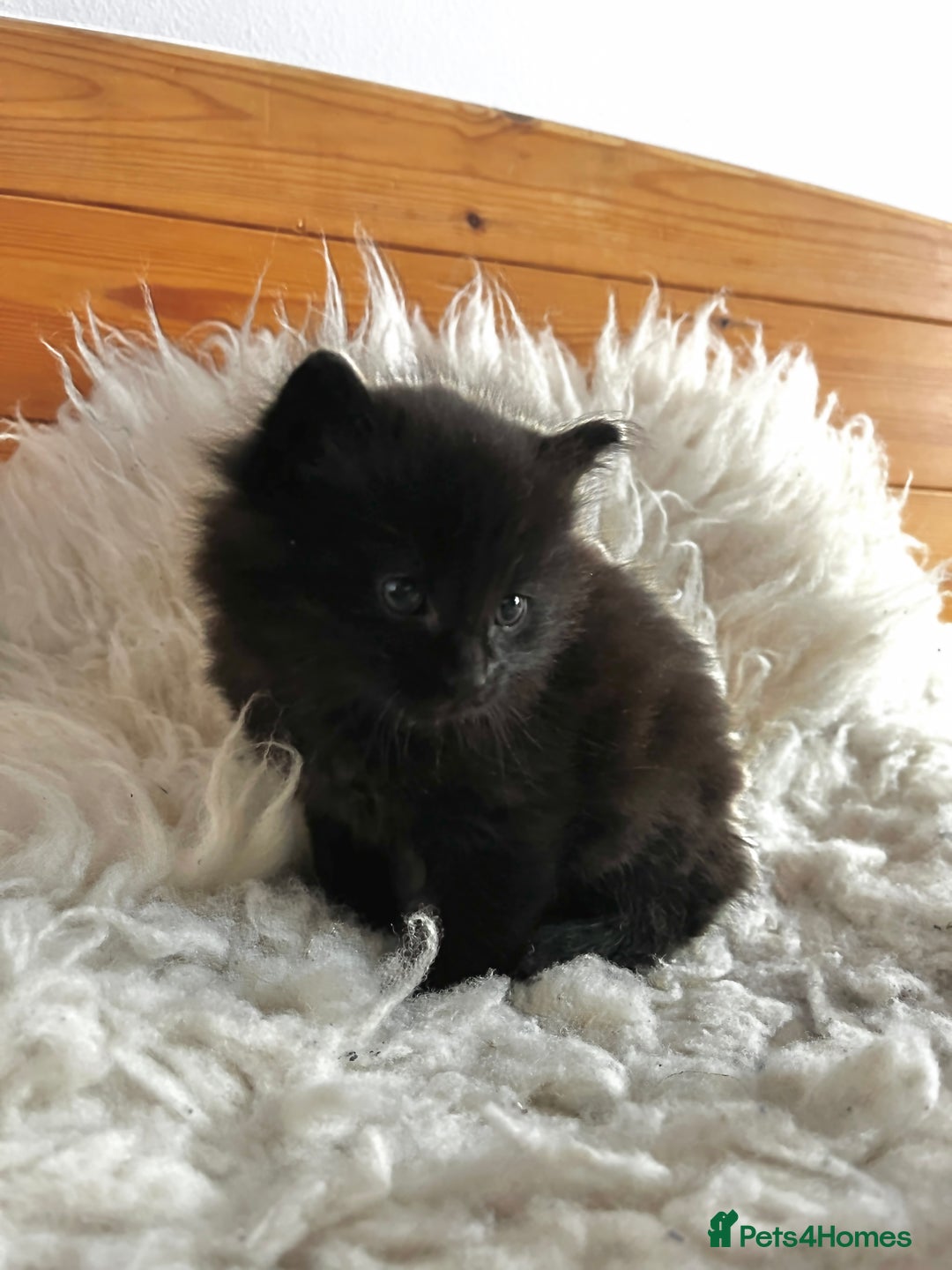 Ragdoll cats for sale: Rag Doll Kittens. - Advert 2