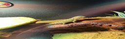 Bearded Dragon reptiles for sale: Beautiful female bearded dragon - Advert 9