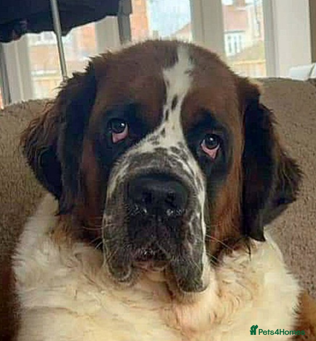 Saint Bernard dogs for sale: Female rough coated Saint Bernard  - Image 10