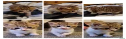 Mixed Breed cats for sale: 🐾 Stunning Half British Shorthair Kittens 🐾 in Stoke-on-Trent - Advert 3