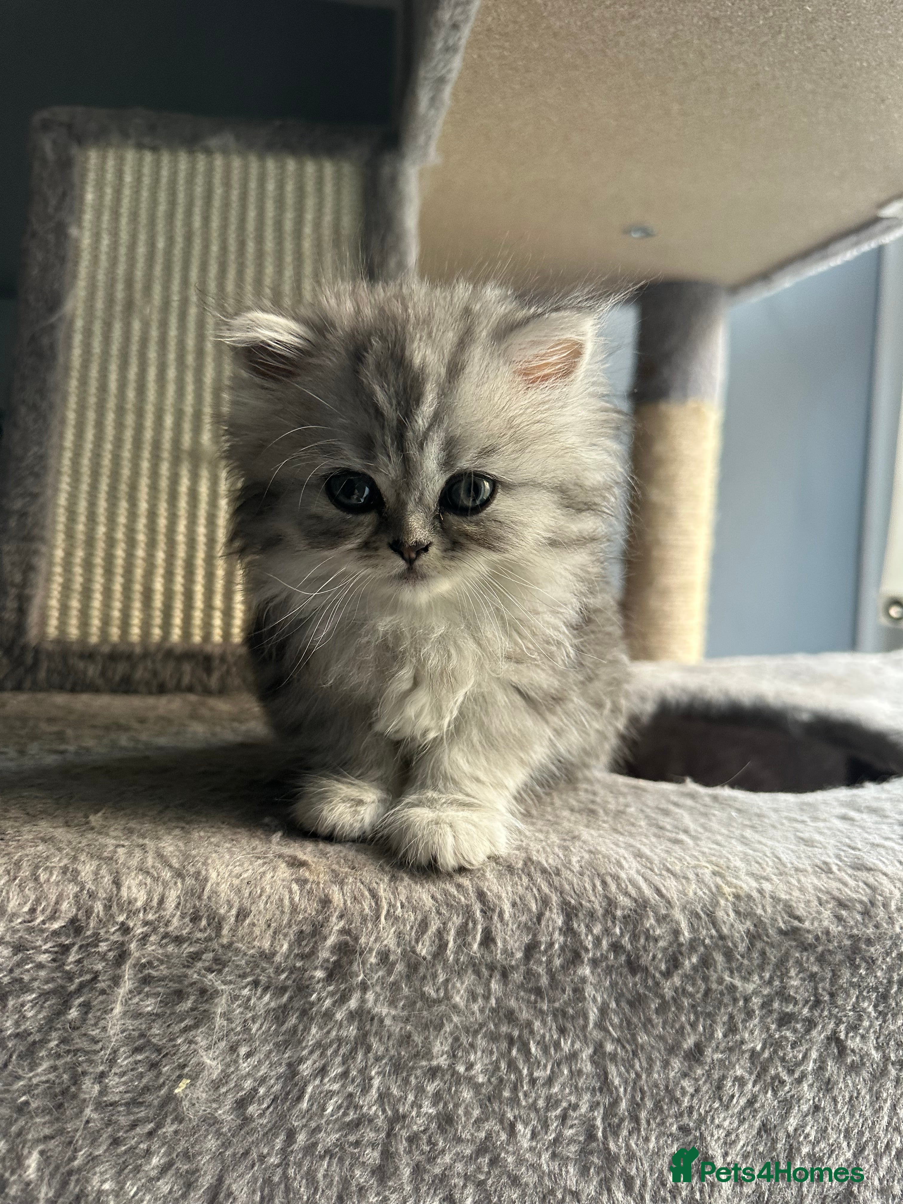 Persian cats Pure Persian long coat kitten’s - Advert 2