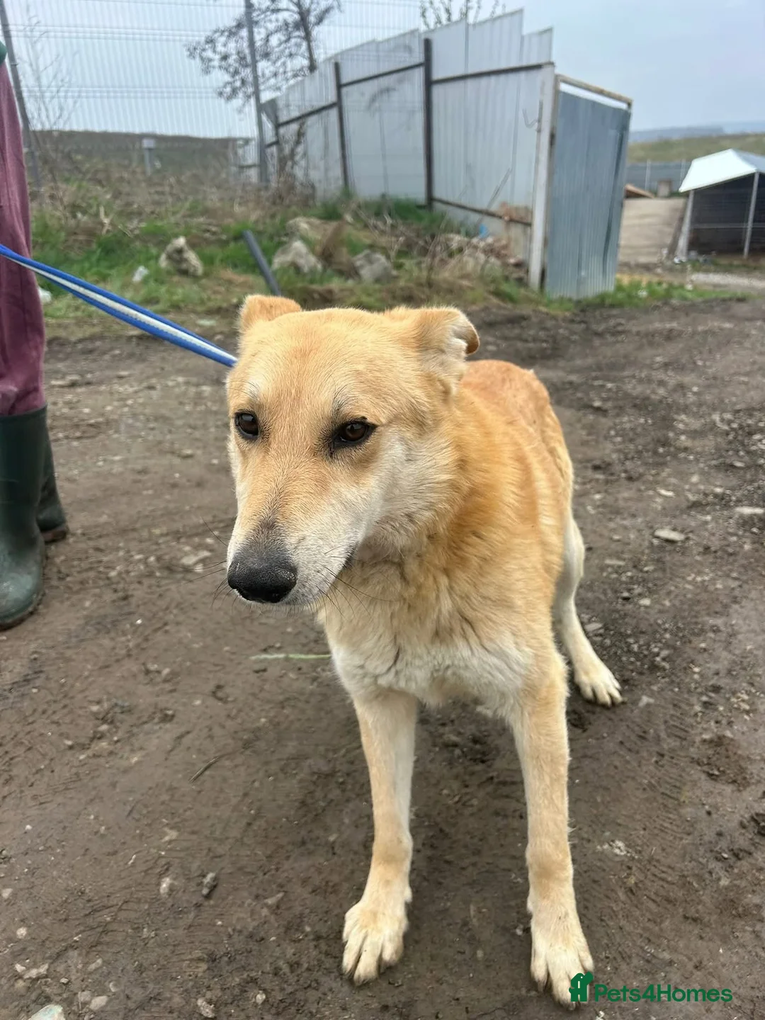 Mixed Breed dogs for adoption: Tanner - Norwich Norfolk  - Advert 9