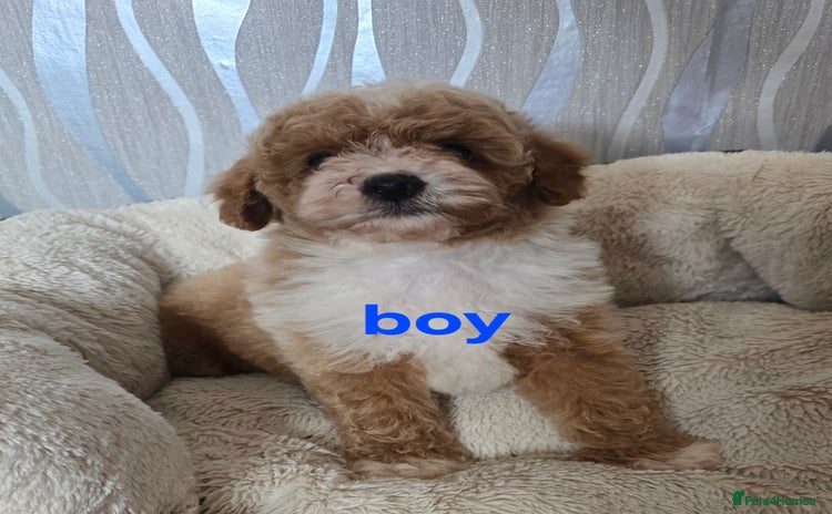 Maltipoo dogs - Advert 4