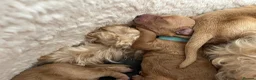 Double Doodle dogs for sale: Doubledoodle puppies  - Advert 9