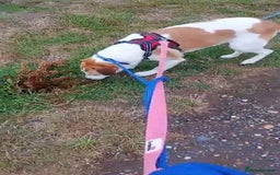 Mixed Breed dogs for adoption: Meet Bambi, currently residing in Essex  - Image 5