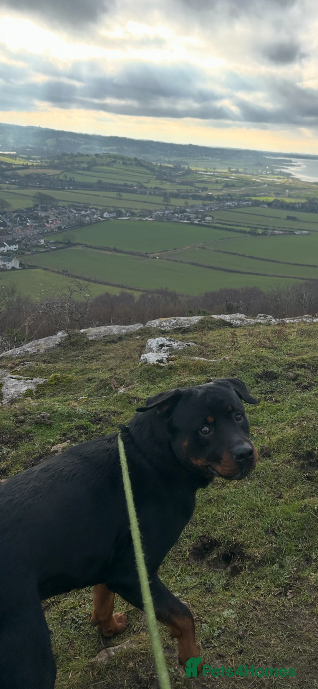 Rottweiler dogs for sale: 2 year old Rottweiler  in Bridlington - Advert 2