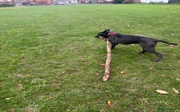 Cane Corso dogs for sale: Male corso - Advert 5