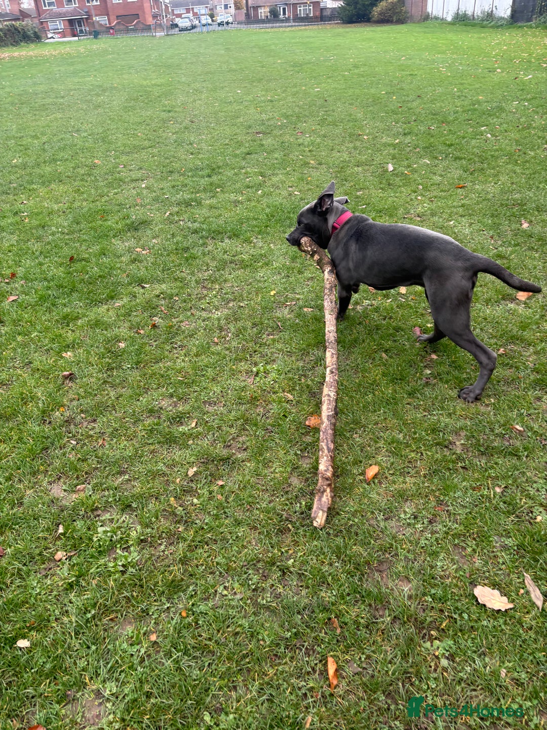 Cane Corso dogs for sale: Male corso - Advert 5