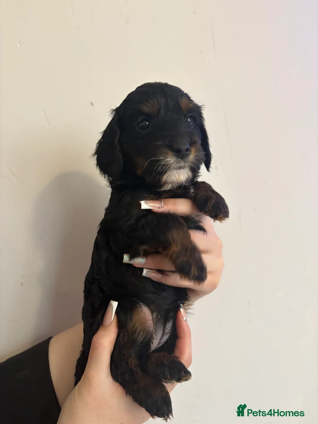 Cavapoo dogs for sale: Gorgeous cavapoos  - Advert 5