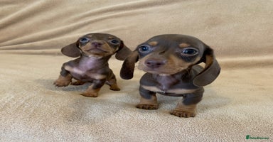 Dachshund dogs - Advert 5