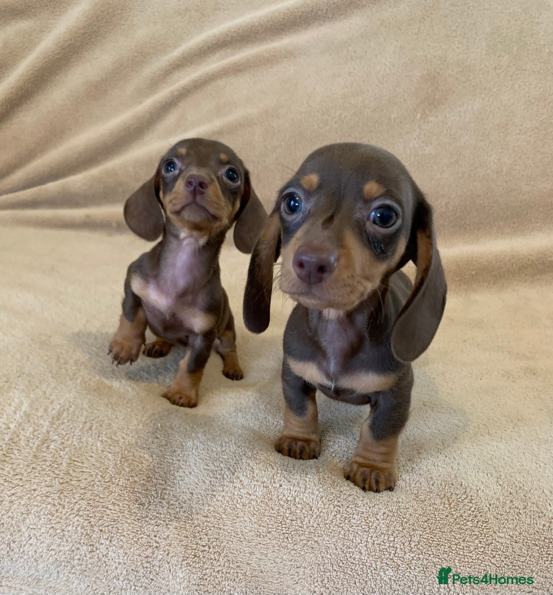 Dachshund dogs for sale: Adorable Dachshunds - Image 3