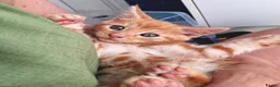 Maine Coon cats for sale: 4 maincoon babies  - Advert 6