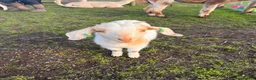 Pig livestock for sale: Baby goats looking for a new home  in Matlock - Advert 4