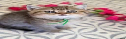 British Shorthair cats for sale: British shorthair/longhair golden kittens  - Advert 6