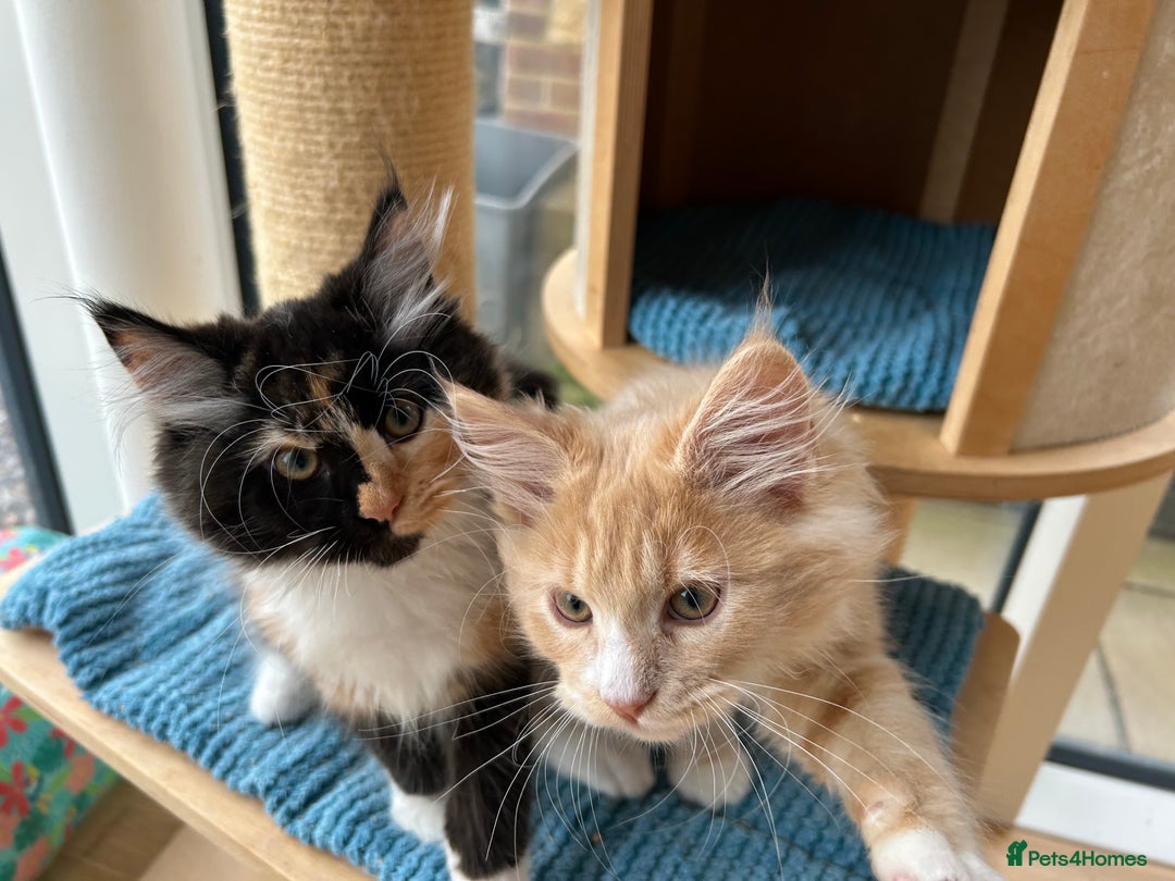 Maine Coon cats for sale: Pedigree Maine Coon kittens  - Image 19
