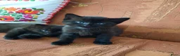 Mixed Breed cats for sale: 3 Adorable Black Kittens looking for Home - Advert 11