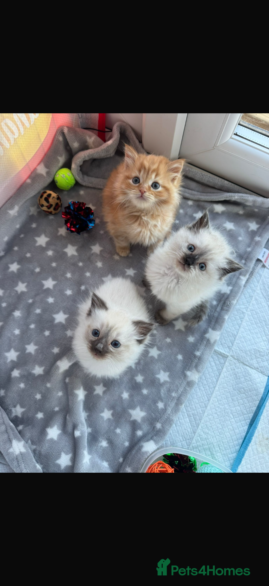 Mixed Breed cats Beautiful Ragdoll Kittens for Sale – Ready Soon 🐾 - Advert 7