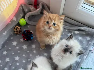 Mixed Breed cats Beautiful Ragdoll Kittens for Sale – Ready Soon 🐾 - Advert 7