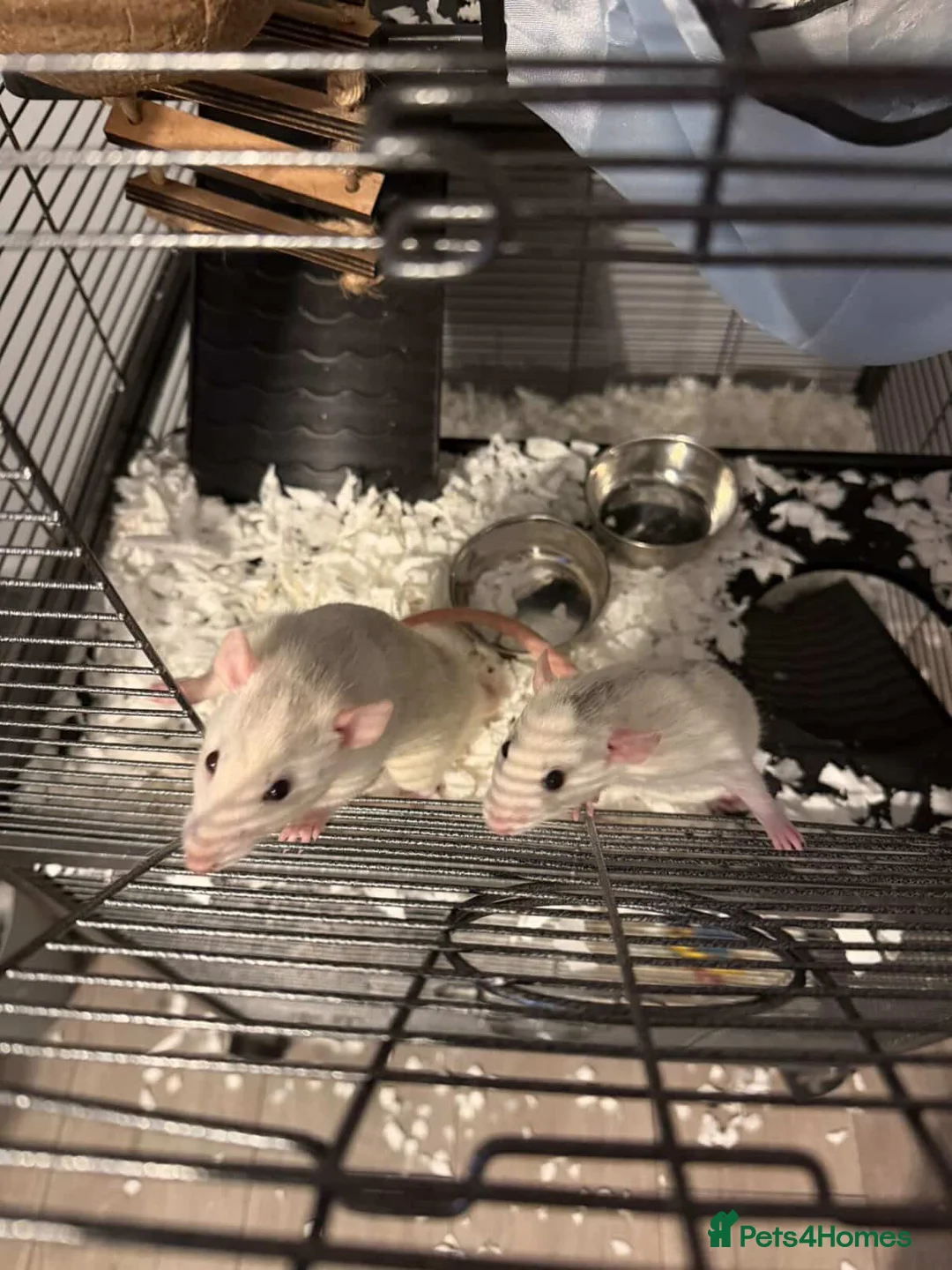 Rat rodents for sale: 2 FEMALE RATS FOR SALE!! With the cage!! in Rochester - Advert 3