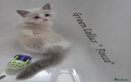 Ragdoll cats for sale: GCCF REGISTERED FULL PEDIGREE RAGDOLL KITTENS 😸  - Image 5