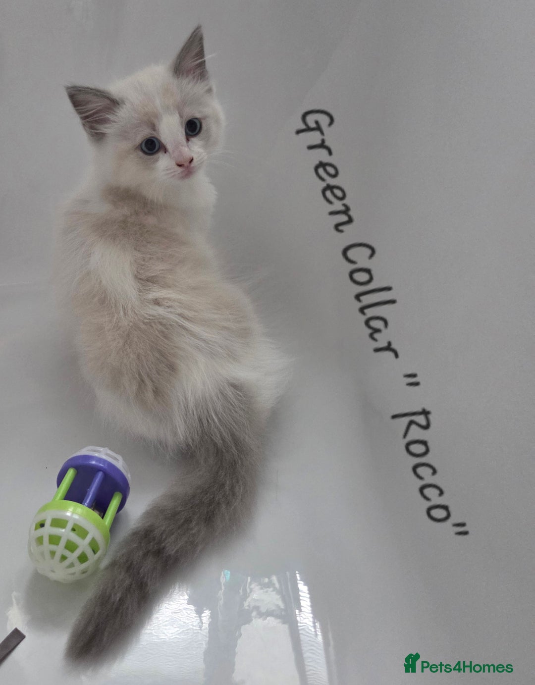 Ragdoll cats for sale: GCCF REGISTERED FULL PEDIGREE RAGDOLL KITTENS 😸  - Image 5