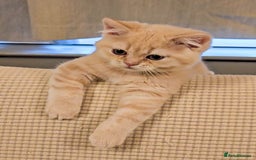 British Shorthair cats for sale: Rare Cream Kitten Ready For New Home - Image 9