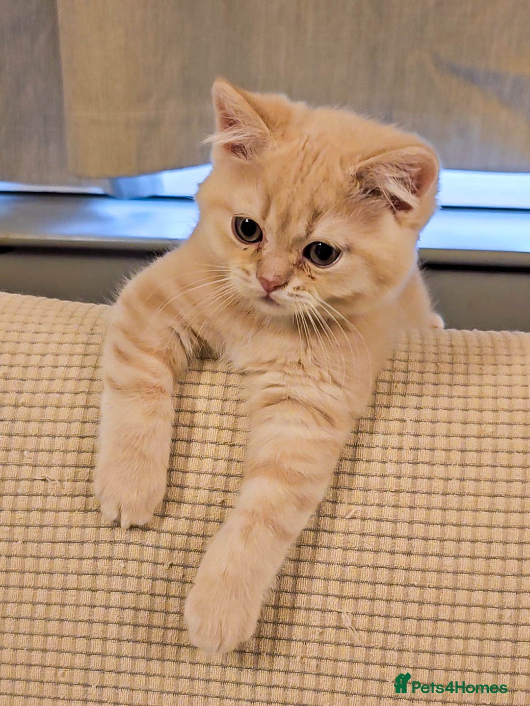 British Shorthair cats for sale: Rare Cream Kitten Ready For New Home - Image 9