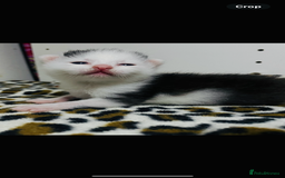 Mixed Breed cats for sale: 4 beautiful half persian kittens - Image 15