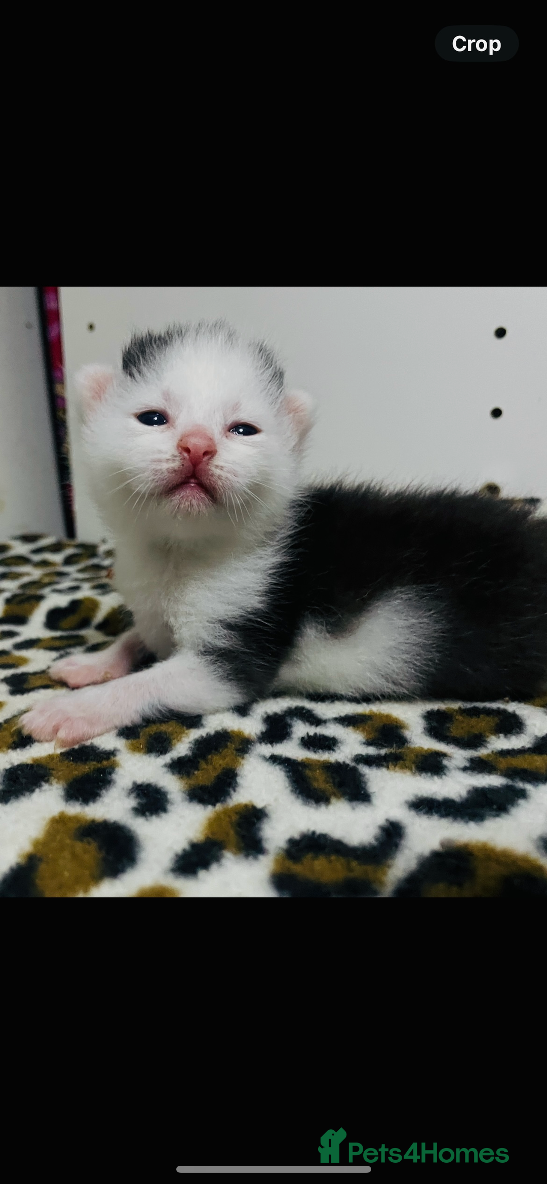 Mixed Breed cats for sale: 4 beautiful half persian kittens - Image 15