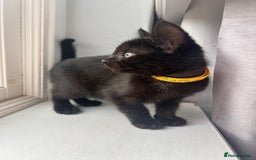 Mixed Breed cats for sale: Female kitten - Image 2