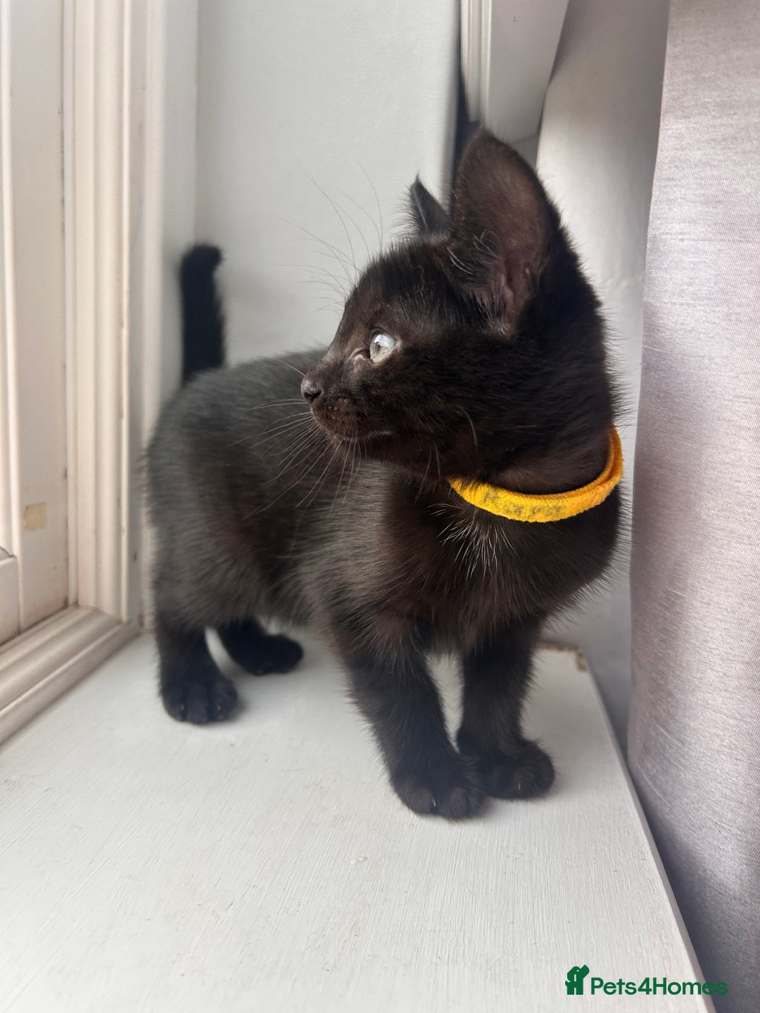 Mixed Breed cats for sale: Female kitten - Image 2