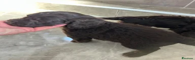Cockapoo 2