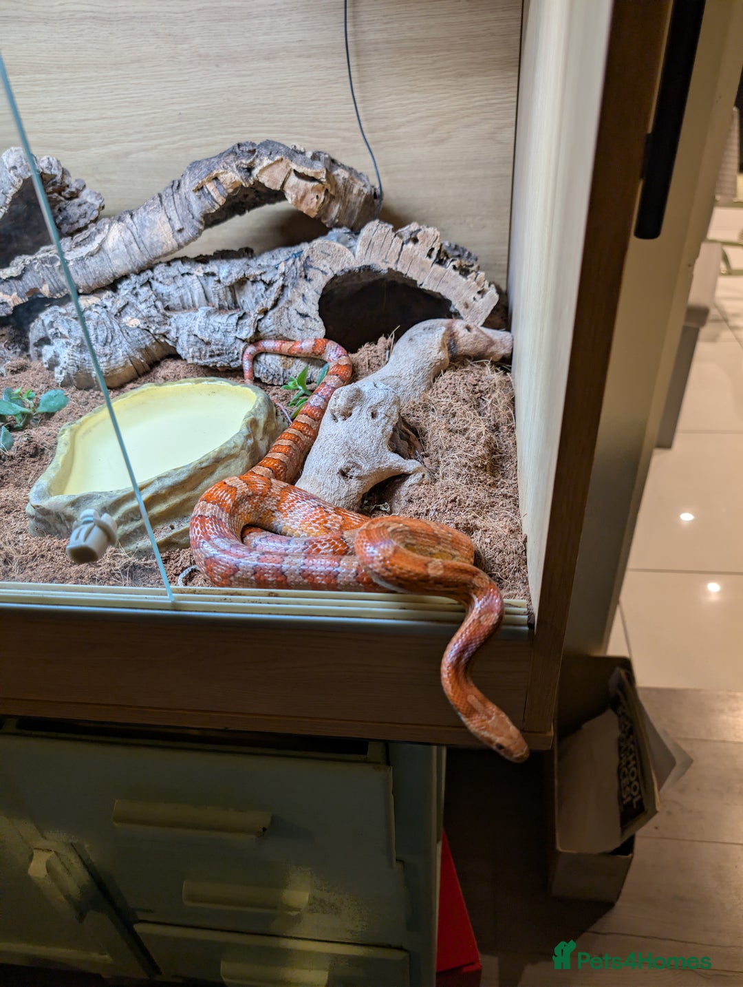 Corn Snake reptiles for sale: 2 year old Corn snake and full setup - Advert 6