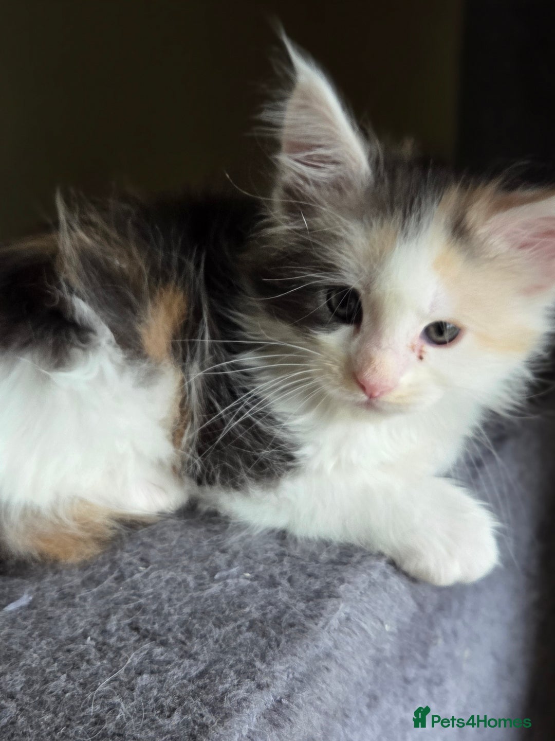 Maine Coon cats for sale: Variety of Maine coon kittens - Image 25