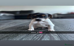 Jack Russell dogs for sale: Beautiful litter of Jack Russell pups - Image 19