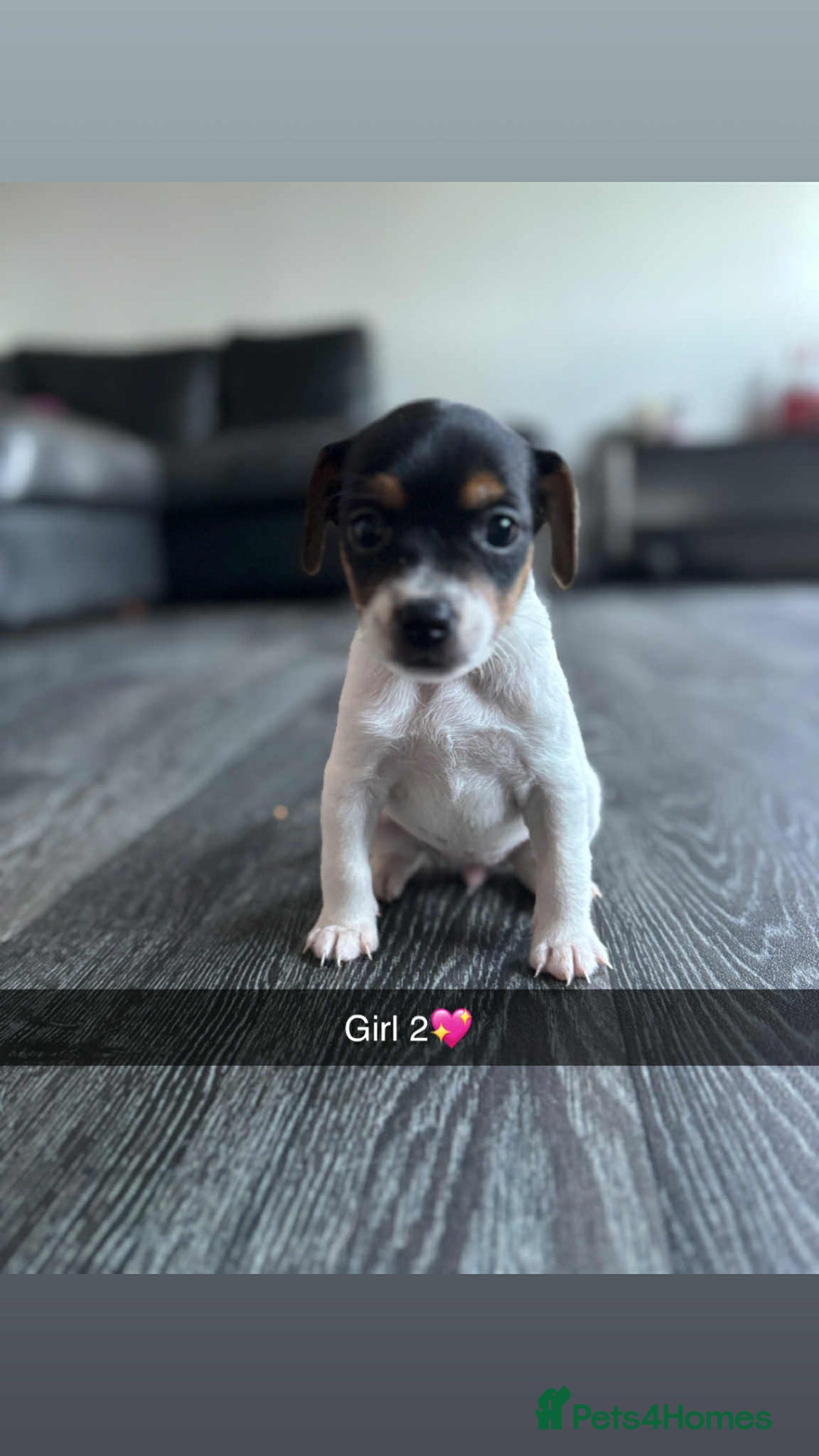 Jack Russell dogs for sale: Beautiful litter of Jack Russell pups - Image 19