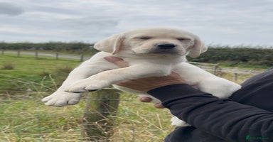 Labrador Retriever dogs - Advert 15
