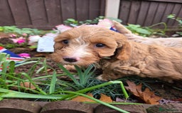 Cockapoo dogs for sale: Fantastic f1b toy cockapoo puppies  - Image 9