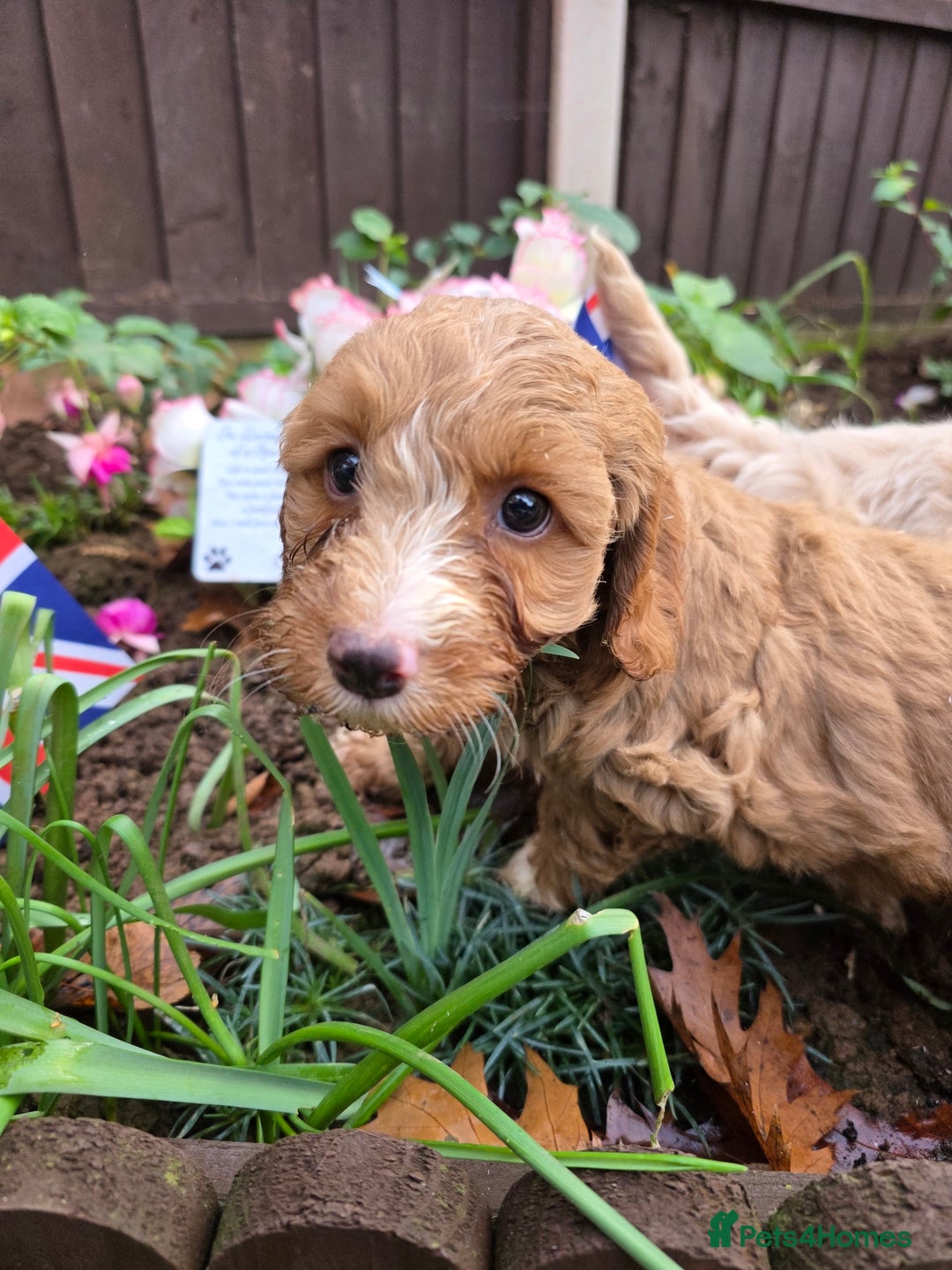 Cockapoo dogs for sale: Fantastic f1b toy cockapoo puppies  - Image 9