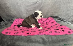Old Tyme Bulldog dogs for sale: 🩷🩷Old Tyme Bulldog Puppies🩷🩷 - Image 5