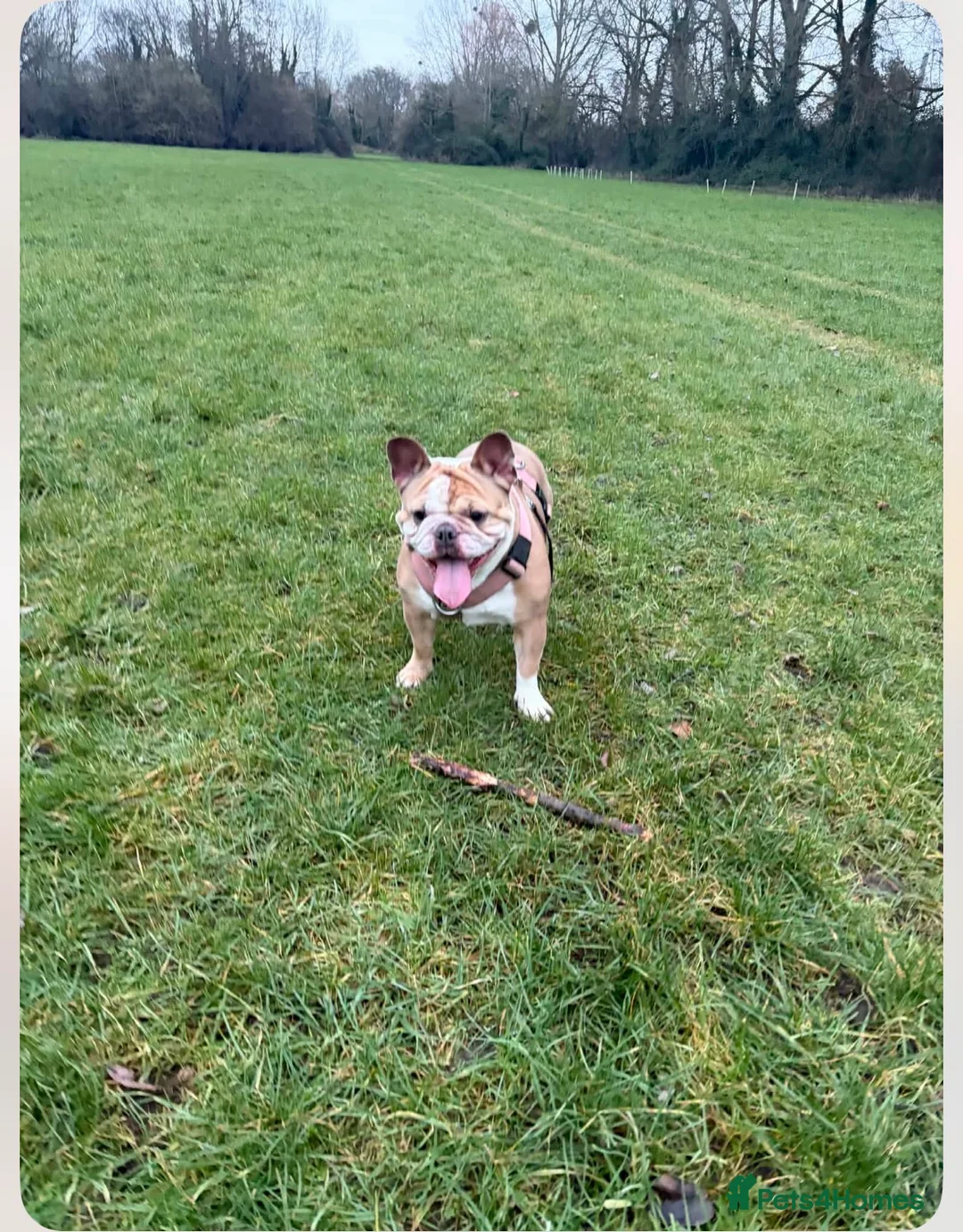 Mixed Breed dogs for sale: Olde English bulldog cross puppies - Advert 2