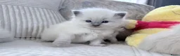 Ragdoll cats for sale: Blue Point Ragdoll Kittens for sale - Advert 31