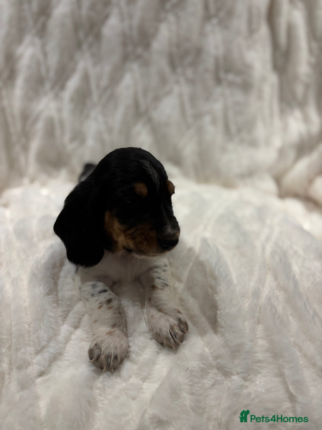 Basset Hound dogs for sale: Bassett hound puppies  - Advert 15