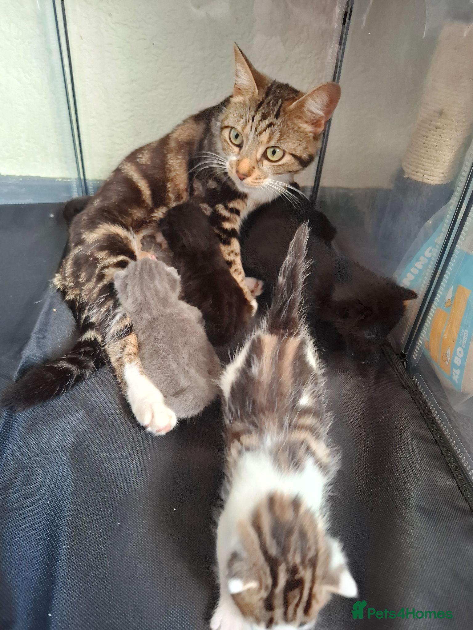 Mixed Breed cats Lovely mixed breed kittens  - Advert 3