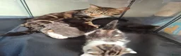 Mixed Breed cats for sale: Lovely mixed breed kittens  - Advert 1