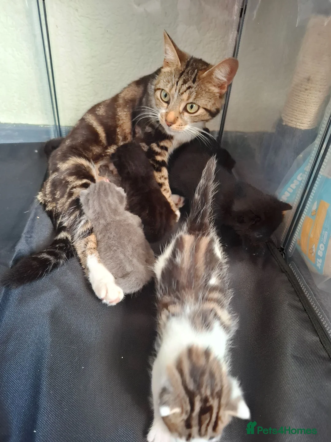 Mixed Breed cats for sale: Lovely mixed breed kittens  - Advert 1
